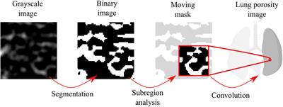 Three-Dimensional Whole-Organ Characterization of the Regional Alveolar Morphology in Normal Murine Lungs